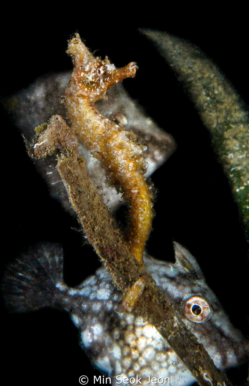 Seahorse by Min Seok Jeon 