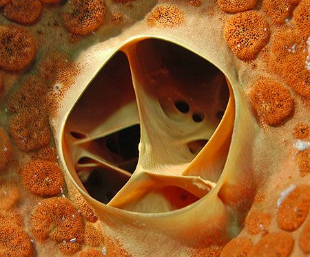 Wormsnail hole, about 2.5 cm. Nikon D100 with 60mm lens a... by Jim Chambers 