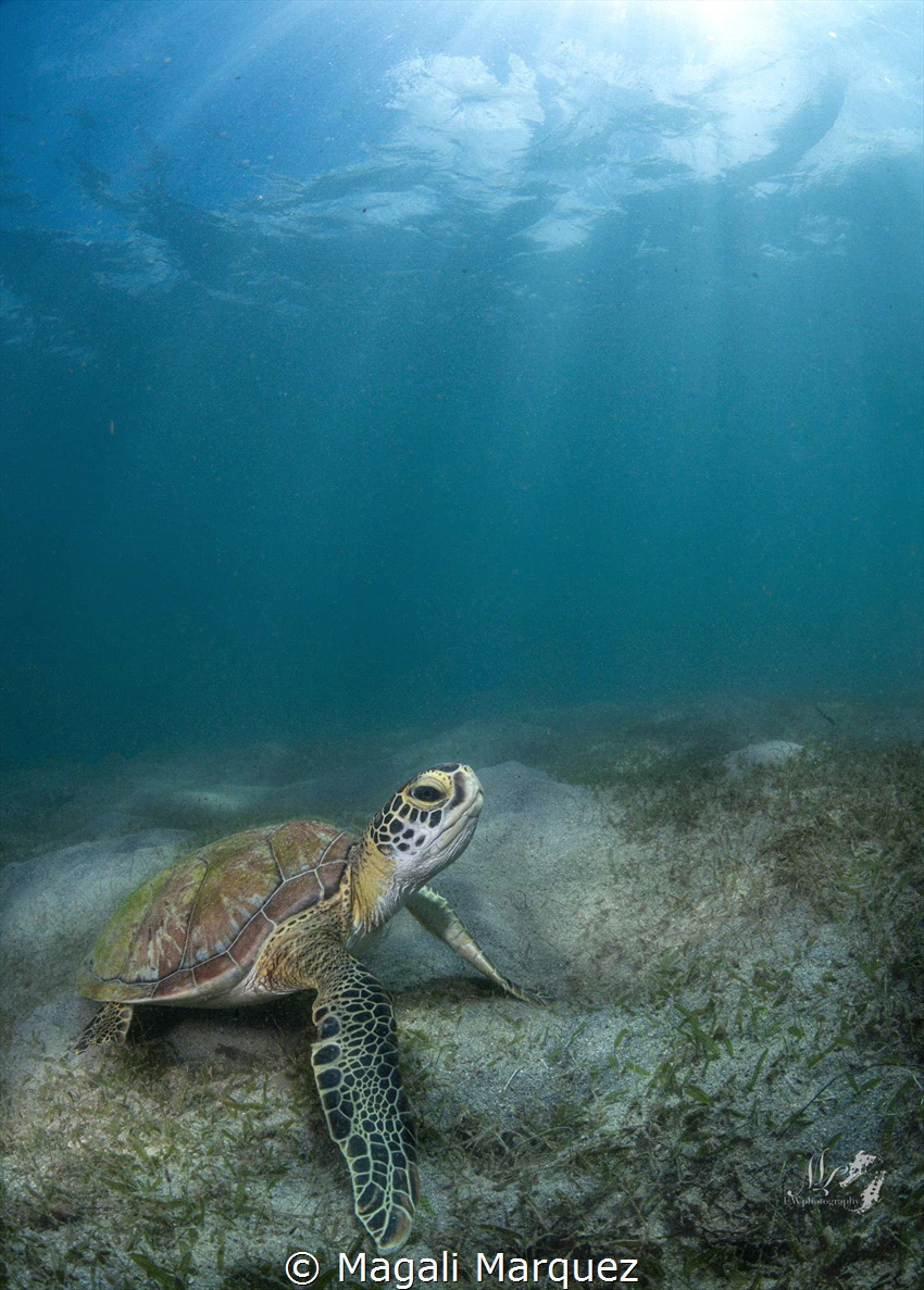 Sea turtle by Magali Marquez 