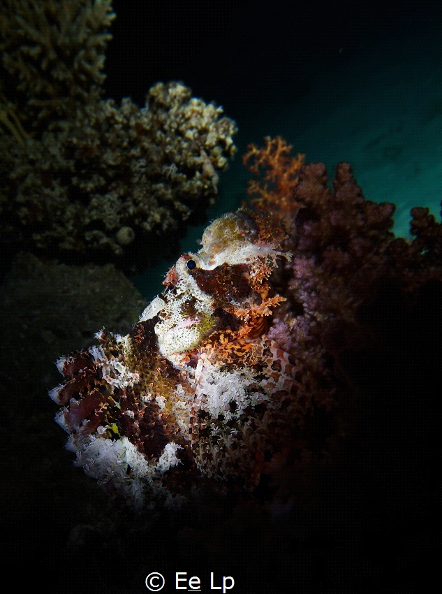 Scorpaenopsis oxycephalus (flathead scorpionfish). (f/5.6... by E&e Lp 