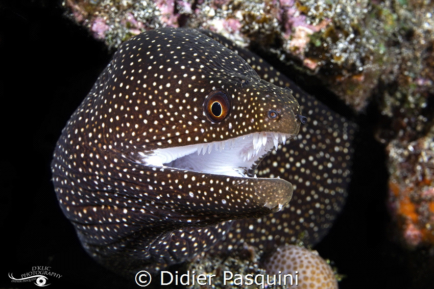 MURENE PONCTUEE - GYMNOTHORAX MELEAGRIS
REUNION 2023 by Didier Pasquini 