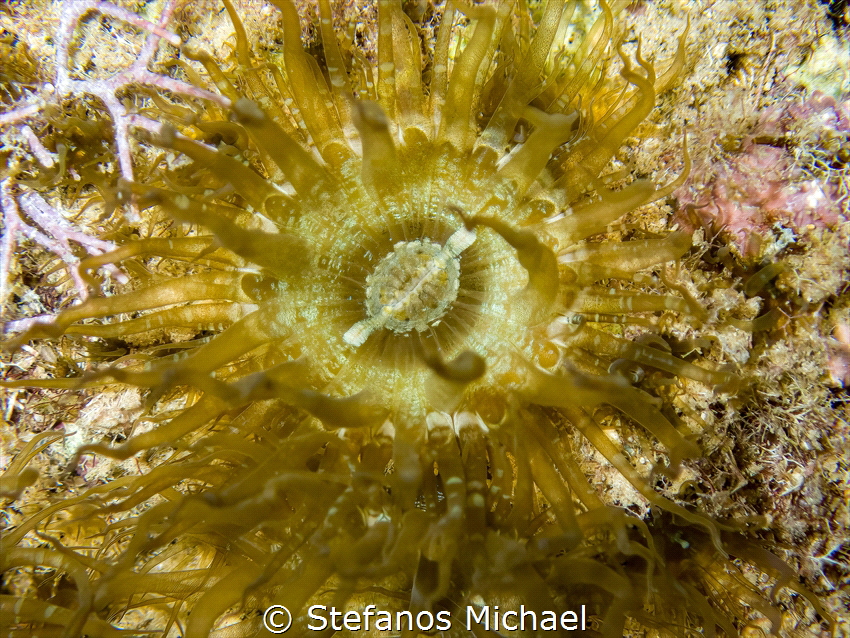 Yellow Aiptasia Anemone - Aiptasia diaphana by Stefanos Michael 