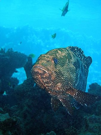 Grouper taken at Sharksbay with Olympus SP-350 by Anel Van Veelen 