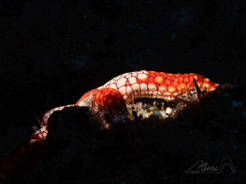 sea-arm by Marc Van Den Broeck 