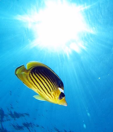 Striped butterfly fish and sunburst taken at Sharksbay wi... by Nikki Van Veelen 