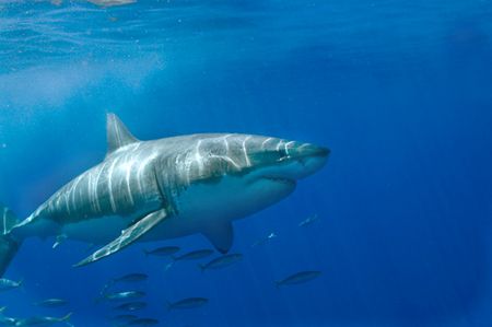 Great white shark @ Guadalupe Island by Andy Lerner 