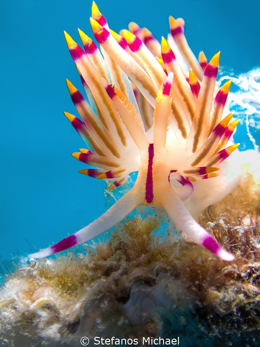 Red-lined flabellina - Coryphellina rubrolineata by Stefanos Michael 