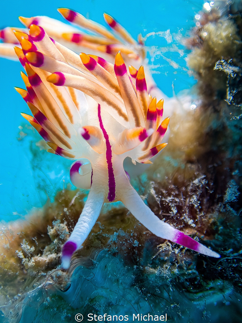 Red-lined flabellina - Coryphellina rubrolineata by Stefanos Michael 