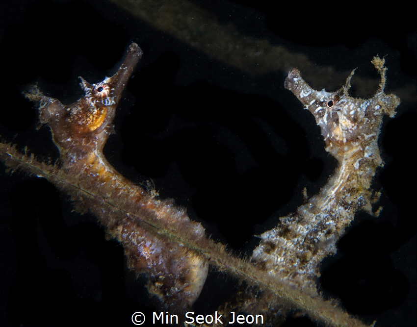 2 seahorses by Min Seok Jeon 