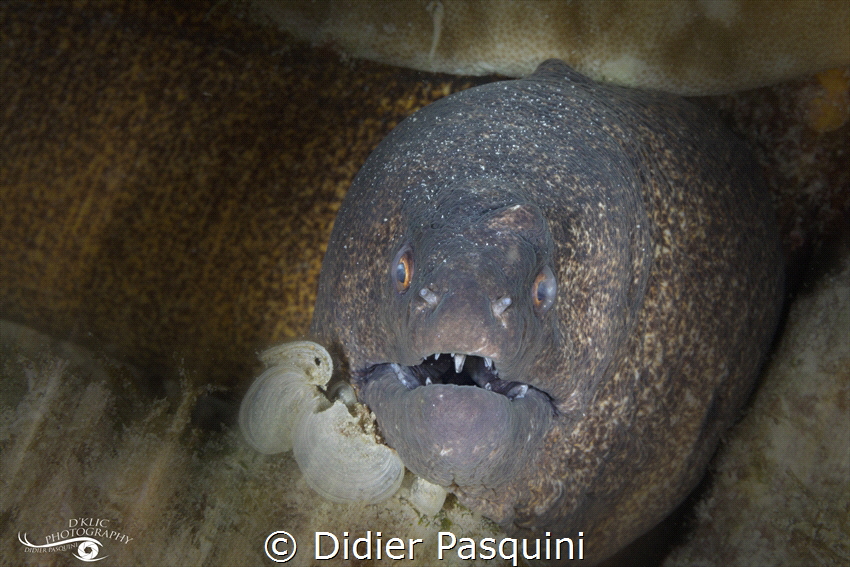 MURENE TACHES JAUNES - Gymnothorax flavimarginatus 
2022 by Didier Pasquini 