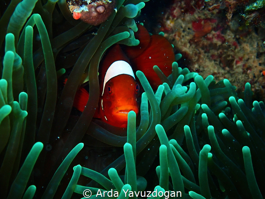 Clownfish by Arda Yavuzdogan 