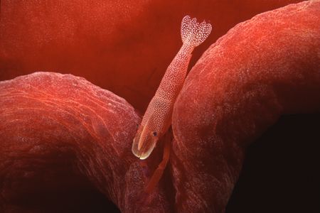 Imperator shrimp running around his mobile home - a huge ... by Richard Smith 