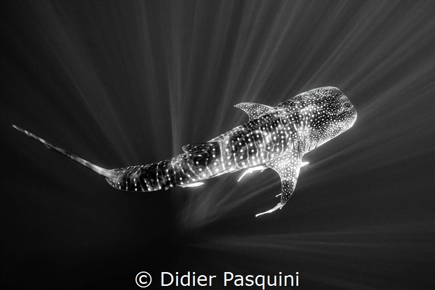 REQUIN BALEINE-Rhincodon typus
NOSY BE 2022 by Didier Pasquini 