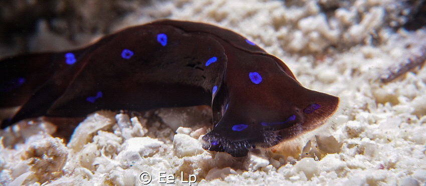 Chelidonura livida (Red Sea chelidonura). (f/13, 1/160, I... by E&e Lp 