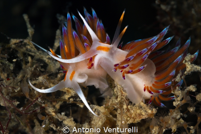 Pair of Cratena nudibranchs_2023
(Canon100, 1/200,f/20,i... by Antonio Venturelli 