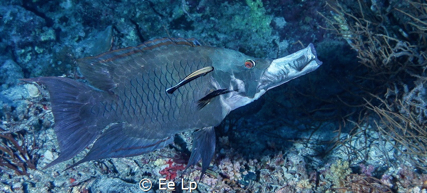 Epibulus insidiator (sling-jaw wrasse) being cleaned. (f/... by E&e Lp 