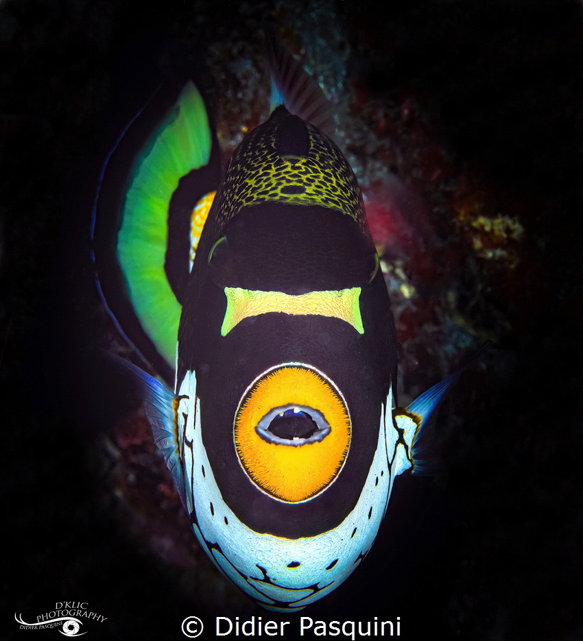 BALISTE CLOWN - Balistoides conspicillum 
REUNION 2021 by Didier Pasquini 