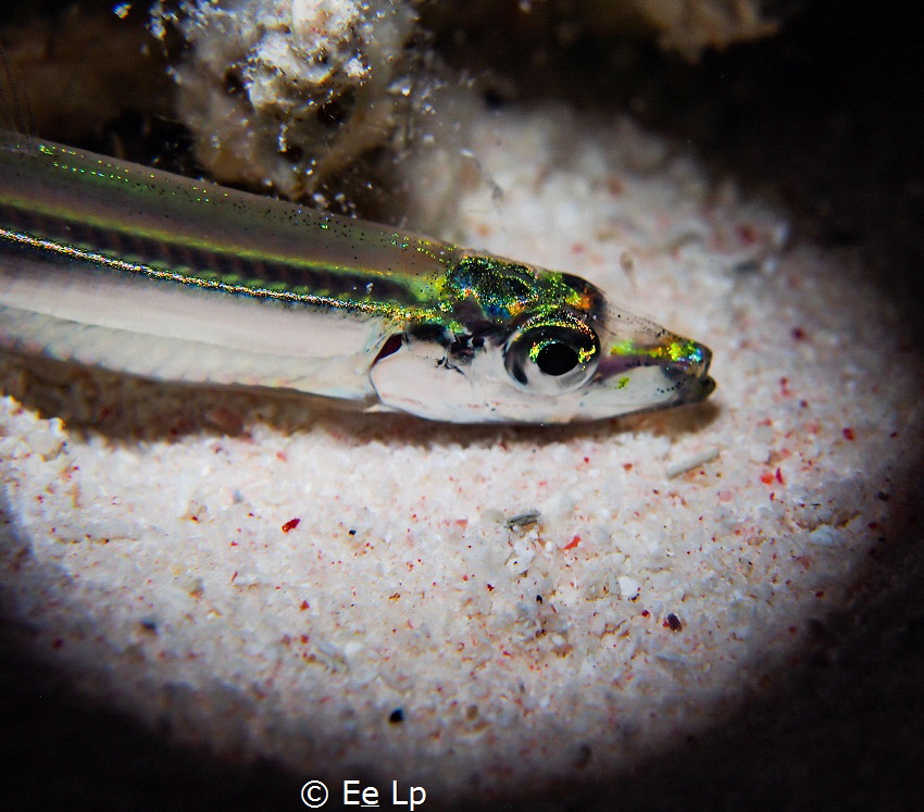 undetermined. (f/8, 1/80, ISO-200, 42mm, UCL-165, UCL-67)... by E&e Lp 