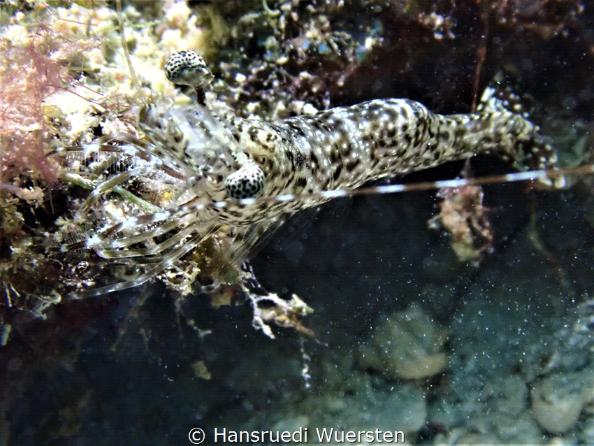 Prawn - Metapenaeopsis sp2 by Hansruedi Wuersten 