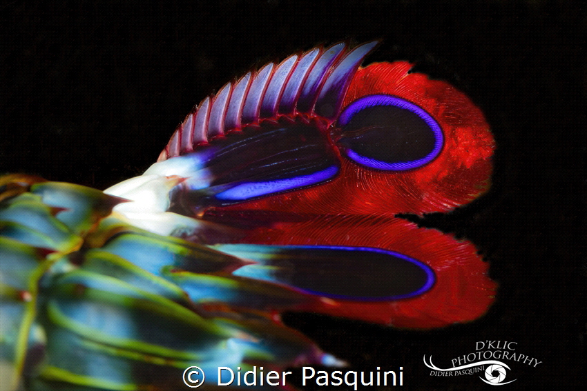 SQUILLE MULTICOLORE - Odontodactylus scyllarus
MAURITIUS... by Didier Pasquini 