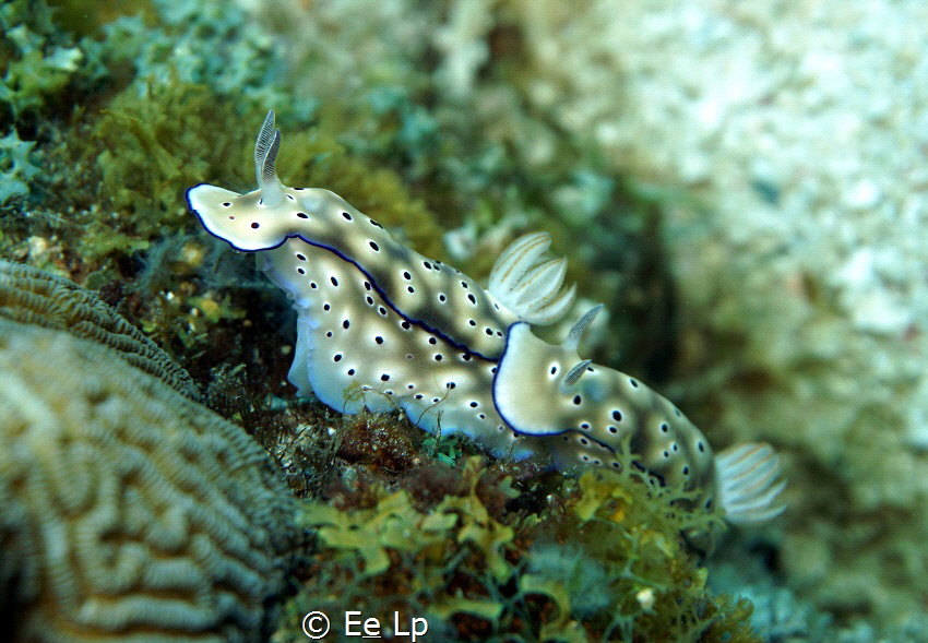 Hypselodoris tryoni (f/7.1, 1/125, ISO-100, 50mm). - Erik by E&e Lp 