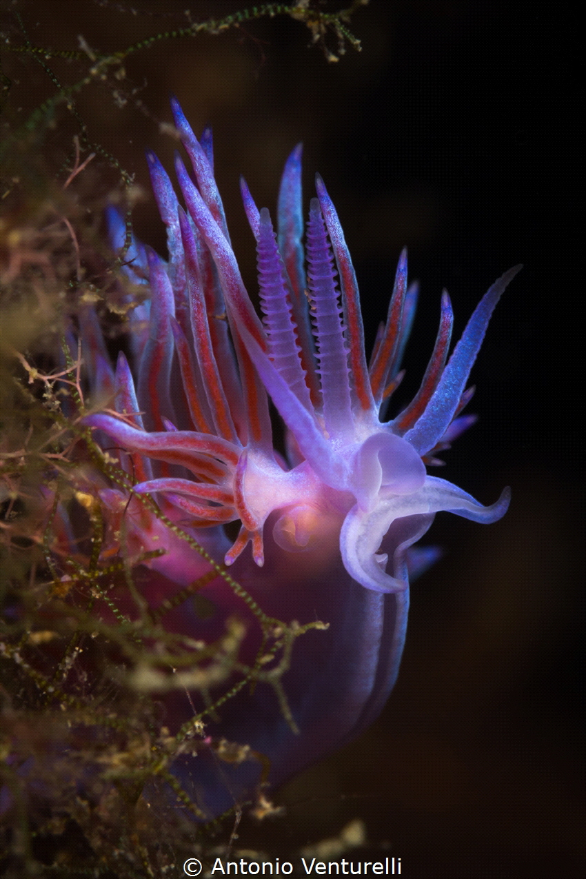 Flabellina affinis_2023
(Canon100, 1/250,f14,iso100) by Antonio Venturelli 