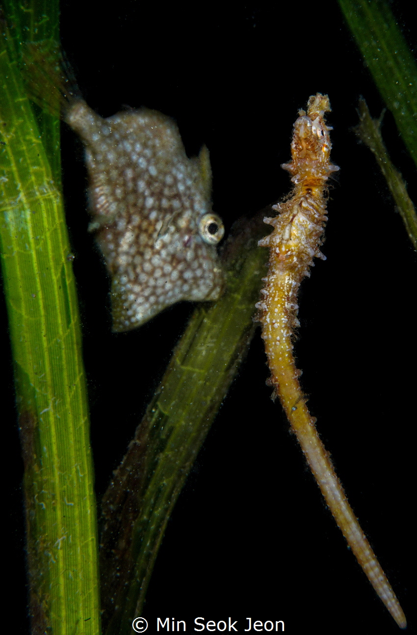 Seahorse ans pilefish by Min Seok Jeon 
