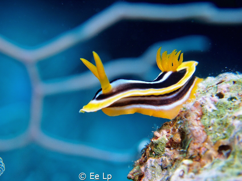 (f/5.6, 1/100, ISO-200, 42mm). - Els by E&e Lp 