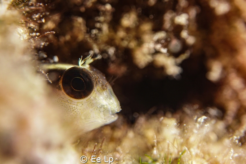 Parablennius rouxi (long-striped blenny) peeping out of a... by E&e Lp 