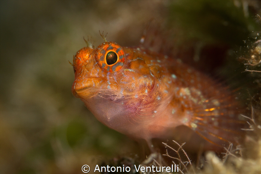 Parablennius zvonimiri( Bavosa cervina)_2023
( Canon100,... by Antonio Venturelli 