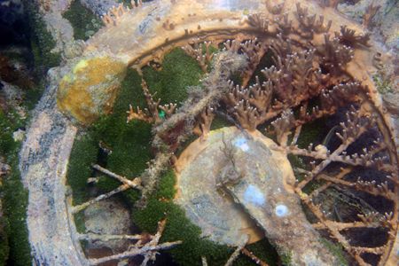 The Bermuda Triangle strikes again! Coral growing on a co... by Dr Evil 