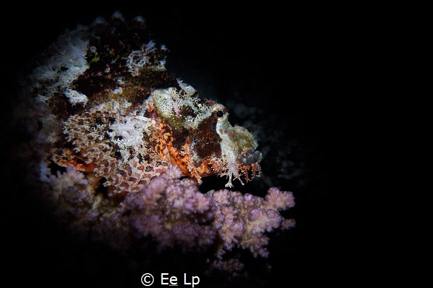 Scorpaenopsis oxycephalus (flathead scorpionfish). (f/5.6... by E&e Lp 