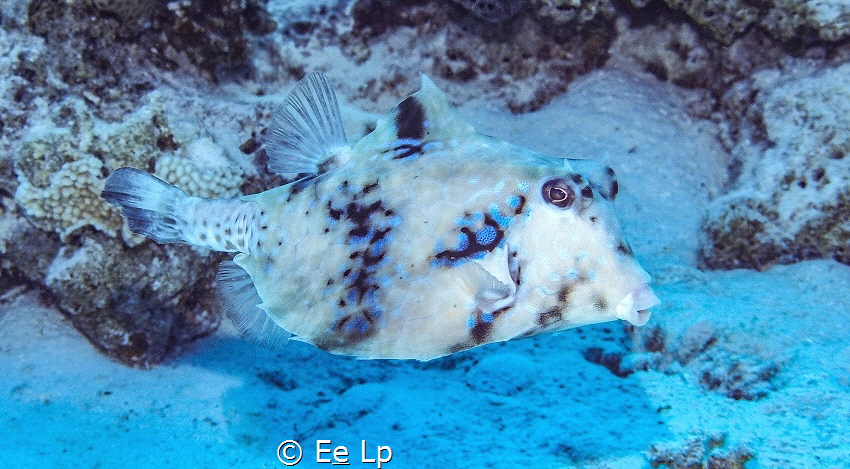 Tetrosomus gibbosus (thornback trunkfish). (f/5.6, 1/250,... by E&e Lp 