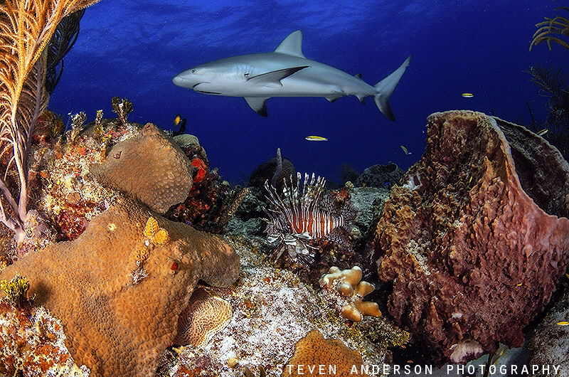 There are days  photographing underwater when everything ... by Steven Anderson 