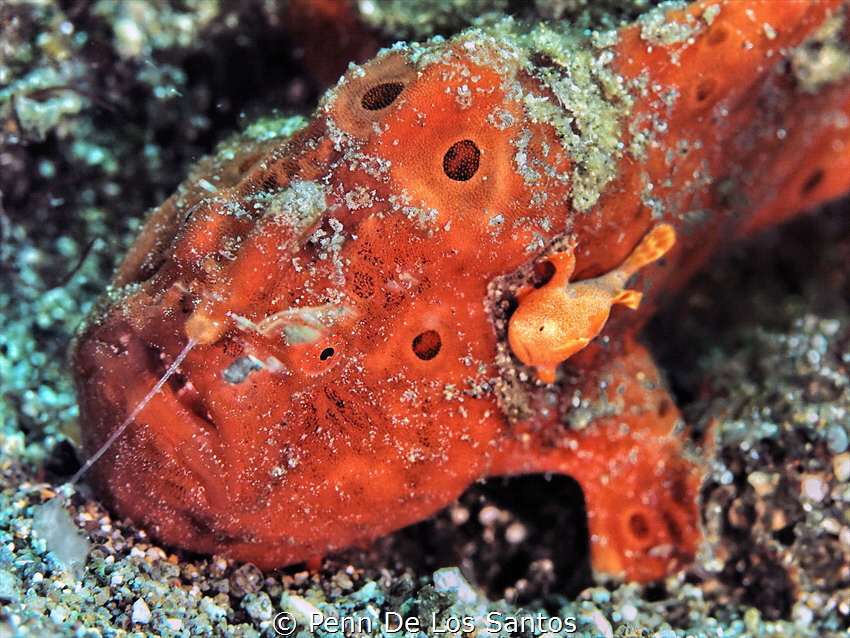 Fishing Lesson. Momma frogfish looks like she was teachin... by Penn De Los Santos 