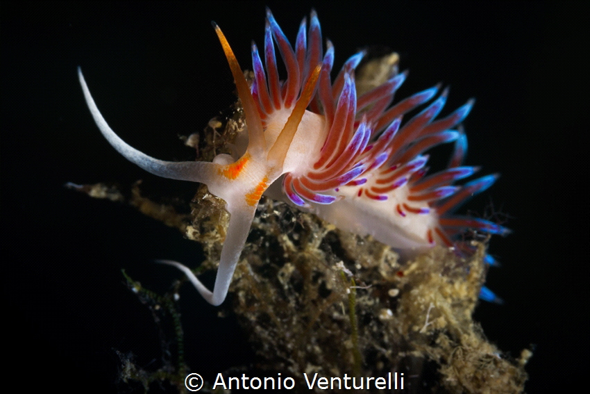 Cratena nudibranch_Casteldaccia Sea_Sicily_Oct 2023
(Can... by Antonio Venturelli 
