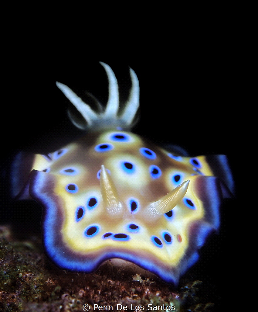 Tyroni nudibranch by Penn De Los Santos 