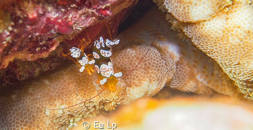 Thor amboinensis (squat cleaner shrimp). (f/8, 1/100, ISO... by E&e Lp 