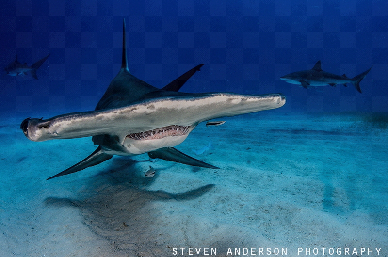 Hammer Down!!!!!!!! One of Bimini's Finest!!!!!! by Steven Anderson 