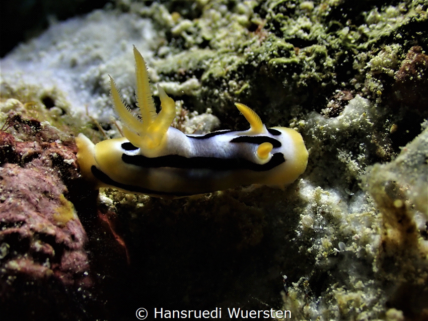 Chromodoris strigata by Hansruedi Wuersten 