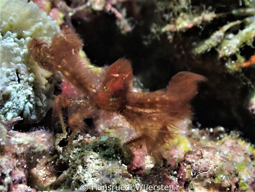 Orang-utang Crab - Achaeus japonicus by Hansruedi Wuersten 