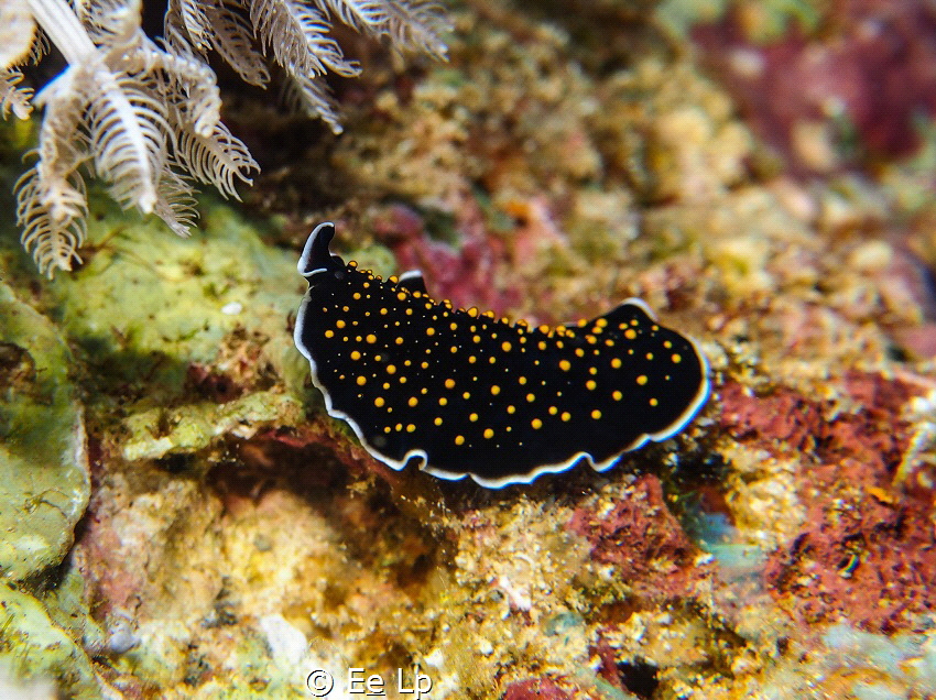 Thysanozoon flavomaculatum (yellow spot flatworm). (f/8, ... by E&e Lp 