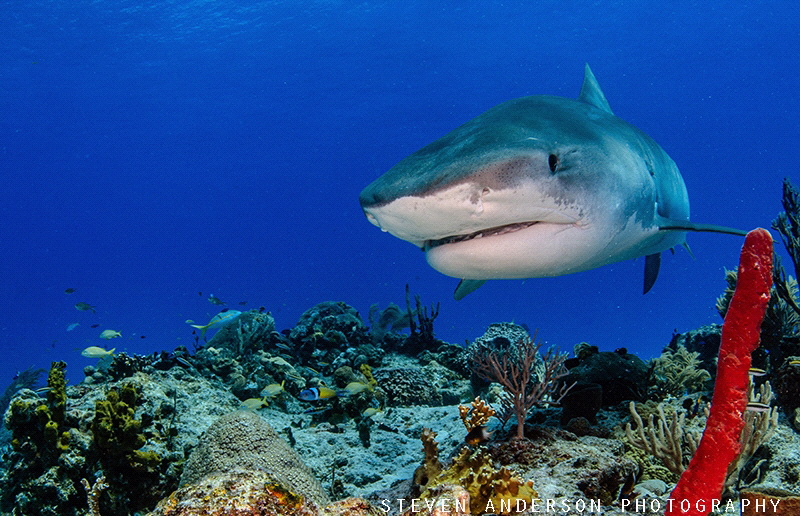 Tiger Tiger Tiger! Tiger Beach - Bahamas by Steven Anderson 