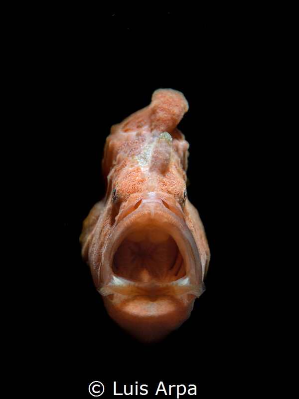 Yawning Antennarius pictus by Luis Arpa 