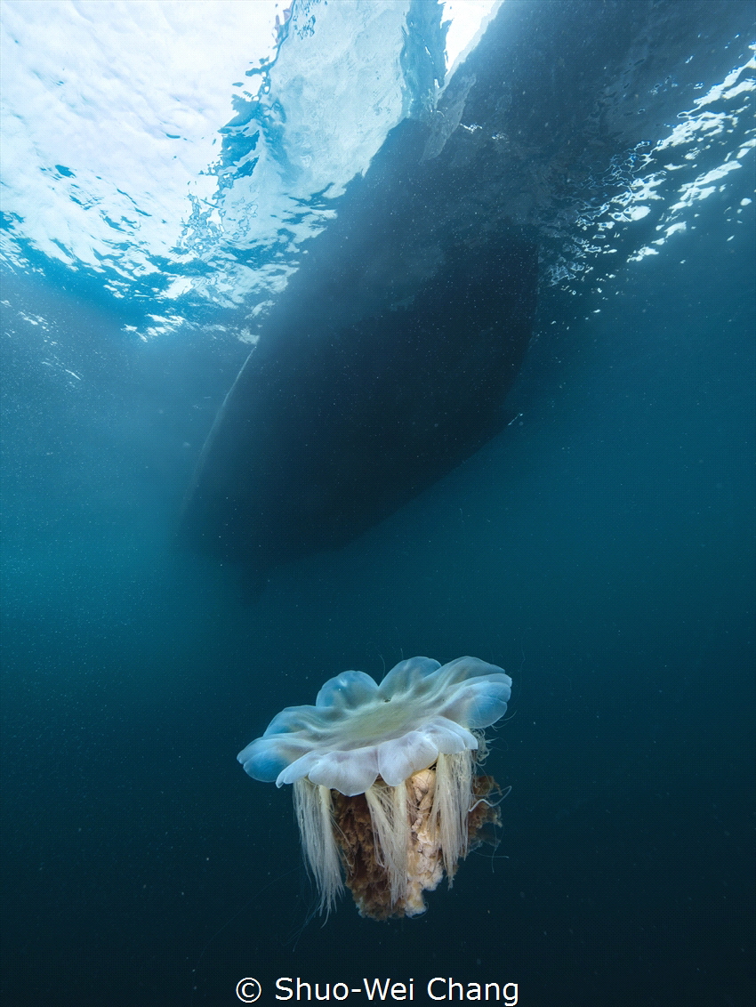 Lion's mane during safety stop by Shuo-Wei Chang 