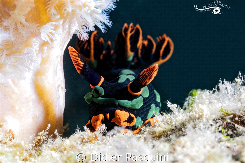 NEMBROTHA DE KUBARY - Nembrotha kubaryana 
Mauritius 2023 by Didier Pasquini 