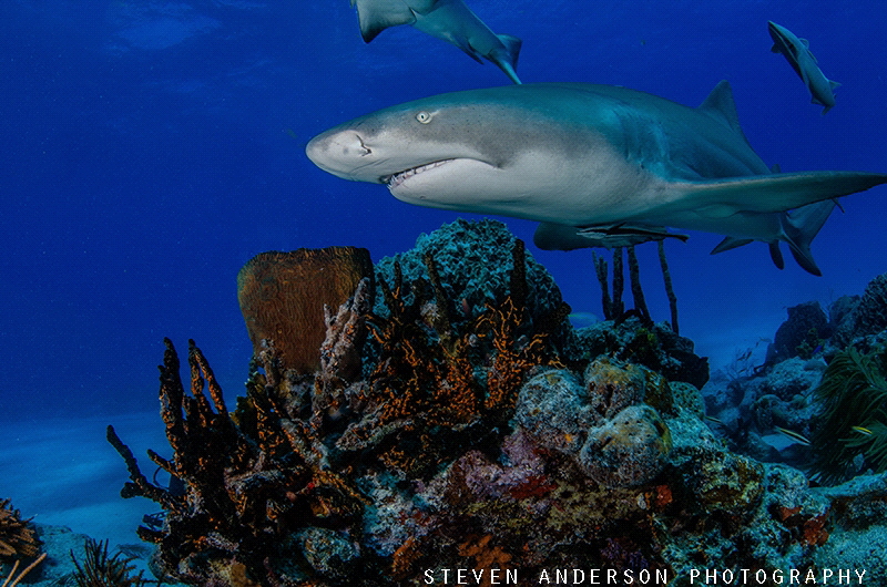 Making lemonade at Tiger Beach - Bahamas by Steven Anderson 