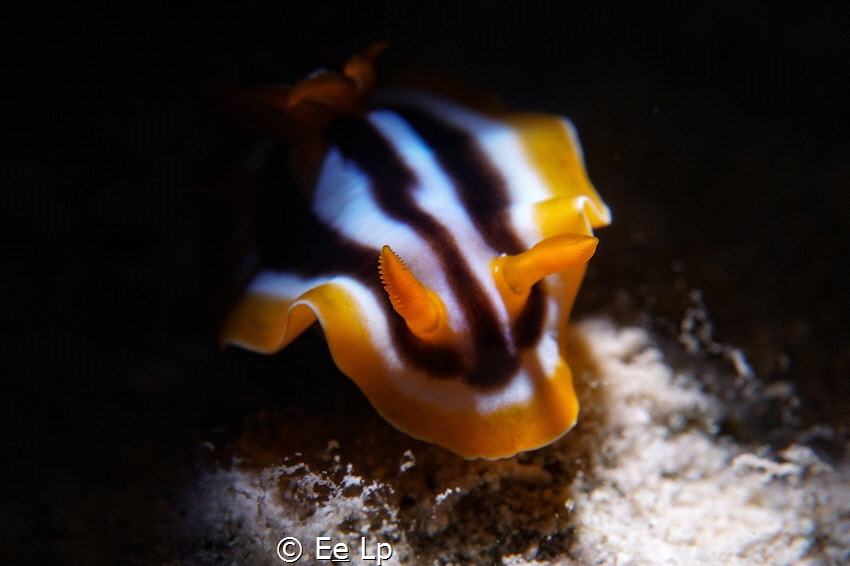 Chromodoris quadricolor (pyjama slug) shying the light. (... by E&e Lp 