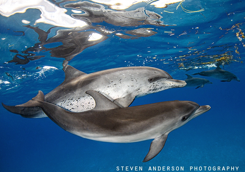 Out for a morning swim by Steven Anderson 