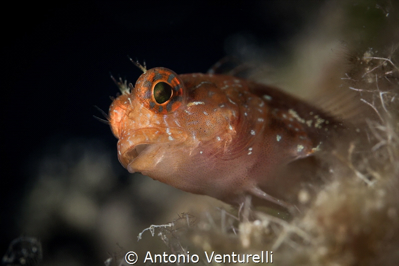 Bavosa cervina_Sicily Oct 2023
(Canon100,1/200,f9,iso100) by Antonio Venturelli 